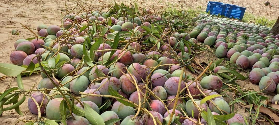 WhatsApp Image 2026 02 25 at 15.34.51