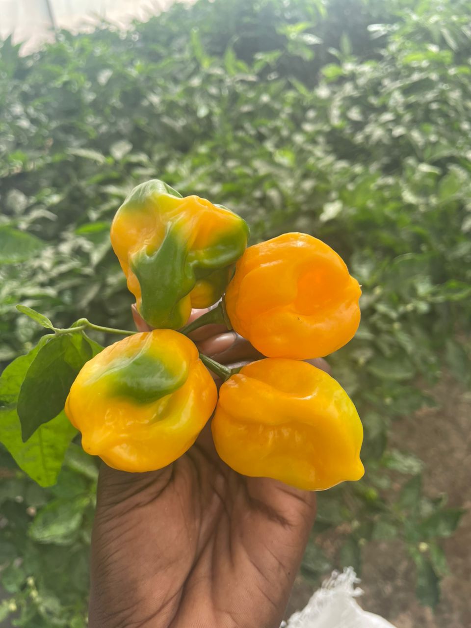 WhatsApp Image 2026 02 25 at 16.28.40